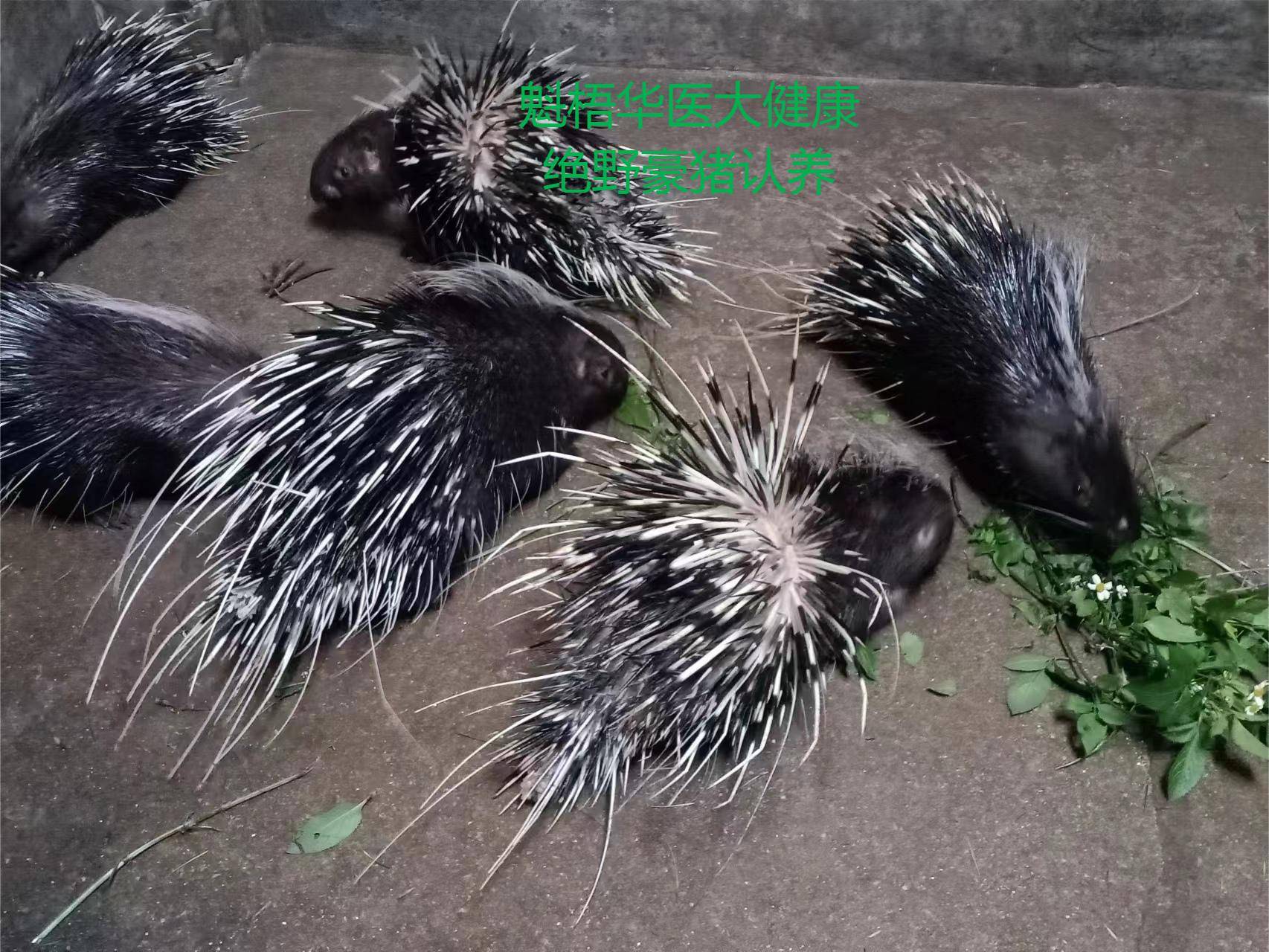 最新豪猪回收商家方法分析(最方便真实的北京豪猪卖去什么地方方法)